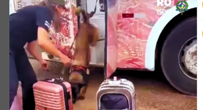 PREVENÇÃO E SEGURANÇA - PCL de Rondônia utiliza cães policiais em fiscalização no estado
